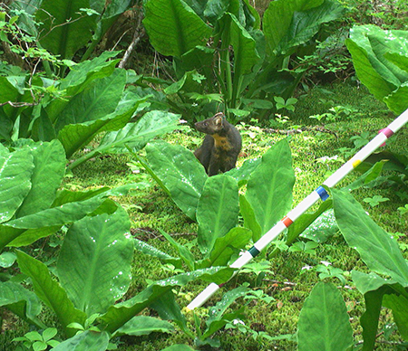 For the first time ever an American marten was documented in July 2020 on Douglas Island with a trail camera used for a preliminary portion of the deer monitoring project copyADFampG