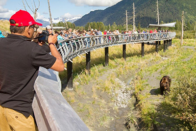 Visitors gather along an elevated viewing walkway as ldquoJBrdquo the brown bear saunters by  Photo courtesy of Doug LindstrandAWCC