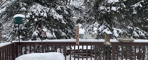 The feeder array drawing a variety of birds A warm water bowl is at the right and the woodpecker feeder at the center Katie Christie photo