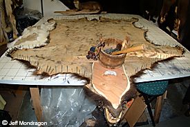 A bear skin being prepared