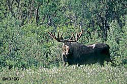 Moose are generally not aggressive but they are wild animals even though they may be in the city limits and can be dangerous