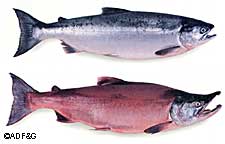 Sockeye salmon The lower fish is a male in spawning colors