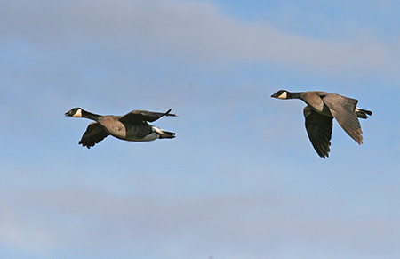 Cackling Canada Geese Photo by Tim Bowman