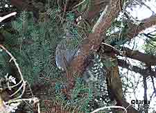 A hooter in a tree Photo by Neil Barten