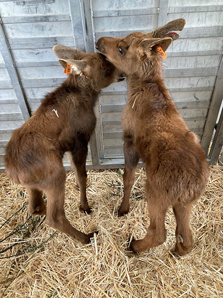 Moose calves at the Alaska Wildlife Conservation Center Photo by Stephanie Bogle