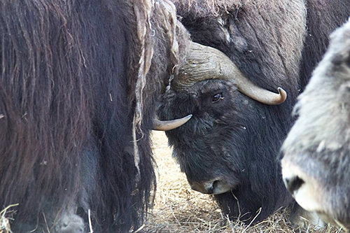 Two bull muskox at the Large Animal Research Station LARS in Fairbanks LARS photo used with permission