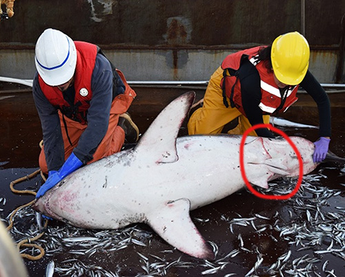 A male shark with the claspers circled in red The presence of claspers is the easiest way to determine the gender of a salmon shark Because male and female sharks segregate knowing the gender of sharks sighted or caught is important to researchers