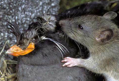 An invasive rat feeds on a nesting seabird
