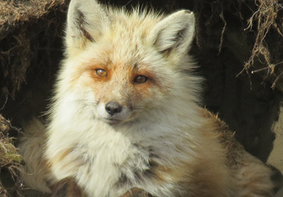 A light colored red fox on the North Slope in early summer Photo by Kerry L Nicholoson