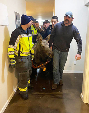 Central Peninsula Firefighters and an Alaska State Trooper assist Wildlife Biologist Nick Fowler to carry a young moose out of a residence in Soldotna This occurred just a week after a similar incident in Anchorage Photo courtesy Tom Burck