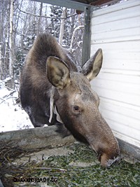 The moose in this project are completely habituated to Collins Photo by Riley Woodford