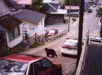 An urban bear in downtown Juneau Photo by Riley Woodford