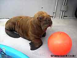 The young walrus in captivity Photo Alaska SeaLife Center