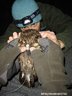 Biologist Michelle Kissling adjust the straps on a backpackstyle radio transmitter for a Western screechowl Photo by Riley Woodford