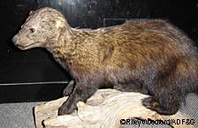 This fisher the first documented in Alaska was trapped near Juneau in 1997 and donated to the Department of Fish and Game Photo by Riley Woodford