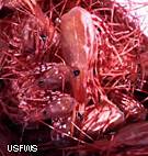 The main ingredient for Basil Shrimp USFWS photo