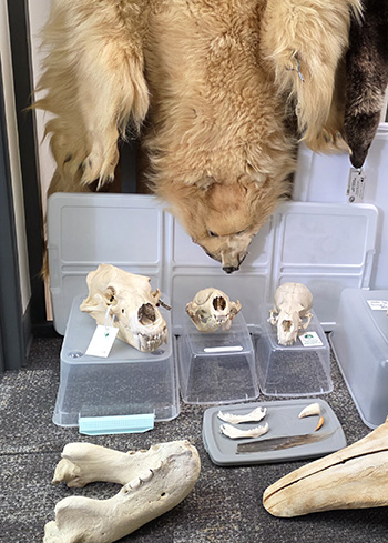 A few specimens from the Natural History of Marine Mammals outreach kit