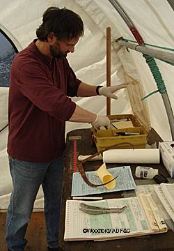 State wildlife biologist Neil Barten records valuable information gathered from bear hunters during the sealing process The truthifier calipers tooth extractor tooth envelope and harvest data form rest nearby Photo by Riley Woodford