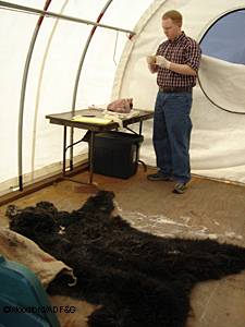 State biologist Ryan Scott pulls a tooth from a bear skull with the heavily salted bear skin nearby Photo by Riley Woodford