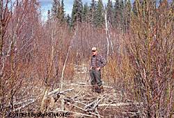 This area near Tok was crushed 12 years ago stimulating plant growth