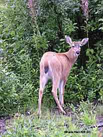 Sitka blacktailed deer defecate about 12 times a day and the droppings or pellets provide insight to the numbers of deer in an area Photo by Karla HartADFampG