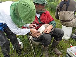This photo of biologists sampling birds was taken in the days before surgical gloves and masks and other protective gear were required Mosquito headnets have long been a necessity in Alaska during the summer