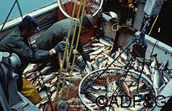 Harvesting Alaska salmon