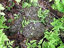 Moose scat is not always the stereotypical nuggets