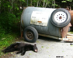 Bears and people can coexist but bears lose when people do not behave responsibly