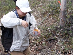 Fish and Game statistician CiCi Chen captures an Interior grizzly bear by collecting a sample of hair snagged in a hair snare Photo by Al Keech