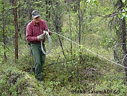 Fish and Game technician Al Keech sets up a hair snare for grizzly bears Photo by Mike Taras