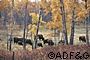 Wood bison in Canada ADFampG photo