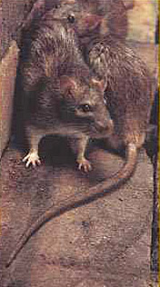 Norway Rats also known as Brown Rats