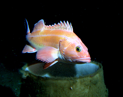 Yelloweye rockfish the King of Hearts