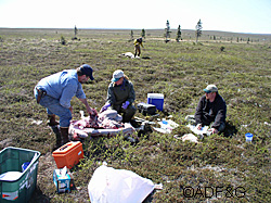 Researchers conduct a field necropsy of a caribou Biologists are trying to learn the cause of the precipitous decline of the Northern Alaska Peninsula herd
