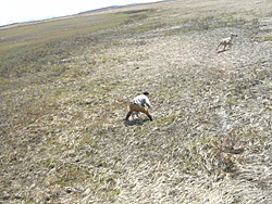 Biologist Lem Butler holds a caribou calf and prepares to put a radio collar on it
