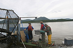 Technician Glenn Lindsey intern Olin Twitchell and ADFampG technician Simon Abraham prepare to sample a fish on the fish wheel near the village of Upper Kalskag on the Kuskokwim River Jay BaumerADFampG