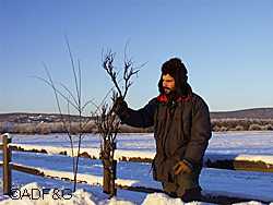 Fairbanks area wildlife biologist Tom Seaton with a broomed willow showing the stubby twigs and chaotic branching that occurs with heavy browsing by moose The plant next to it is unbrowsed ADFampG photo