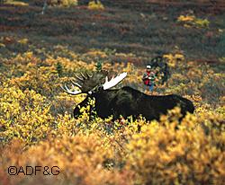 Managing wildlife requires balancing the shortterm and longterm factors that affect wildlife