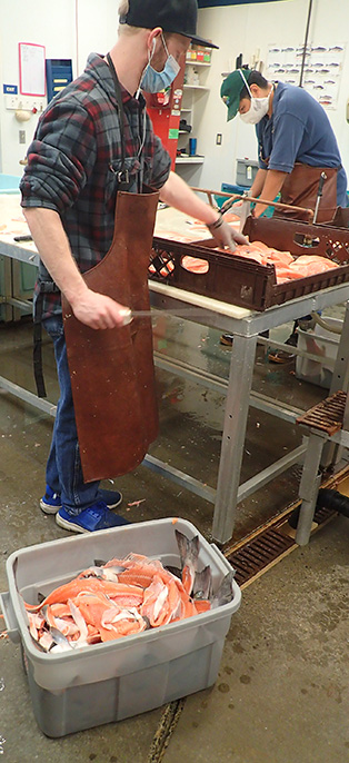 A processor drops scraps in a bin as he fillets fish for smoking