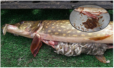Pike initially prey on juvenile salmonids until they are depleted  Eventually the only prey left once all fish are gone are water bugs bubble
