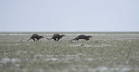 A romp of river otters on the tidal flats in Controller Bay The field biologists39 neighbors also included brown bears wolves coyotes and porcupines