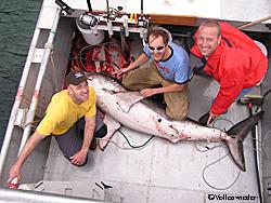 Ed Neal and friends with the sevenfoot salmon shark They took turns bringing the shark in which took about two hours