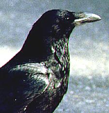 Ravens have an extensive vocabulary that includes body language as well as calls and sounds