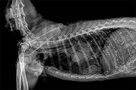 Lead bullets fragment as they pass through tissue and an xray reveals fragments of lead as white specks in the abdomen of this carcass