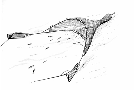 An otter trawl the otter doors are the boards are on each side keeping the quotwingsquot of net open The cod end where the catch collects is upper right in the picture at the back of the net Diagram from NOAA Fishery Leaflet 437 1956