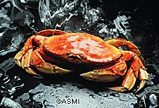 Winter is a good time for crab dishes