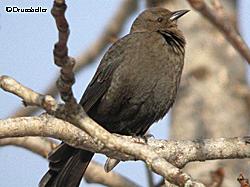 A Brewers blackbird photographed by Nat Drumheller in Gustavus during the 2006 February bird count