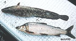 A burbot and a whitefish Burbot are a popular catch for anglers ice fishing in the winter