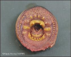 The rasping mouth of the arctic lamprey photo by Randy Brown